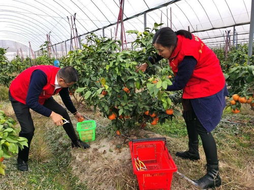 果农2万斤红美人滞销 愁煞 火速助农帮忙销售 心宽