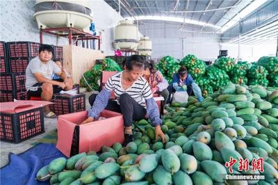 东西问丨黄国弟:芒果是怎样从热带果园飘香全球的?